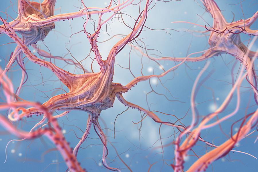 The Brain-Immune System Connection: Emerging Science in Neurology 